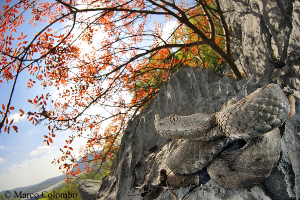 Vipera ammodytes